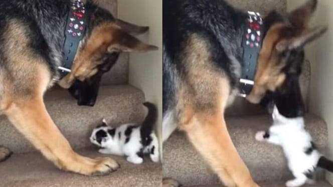 German Shepherd with tiny kitten on stairs