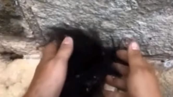 man grabbing pile of spiders