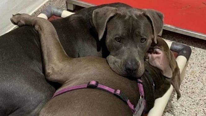 Die beiden Pitbulls sind unzertrennlich