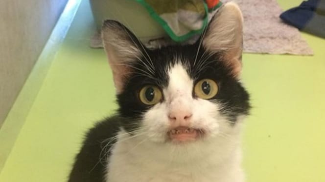 Shelter cat with an unusual smile