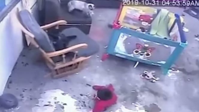CCTV footage of cat running to save toddler