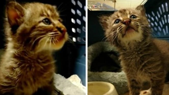 Luchs mit Kätzchen verwechselt