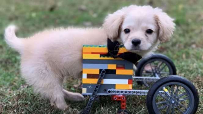Tiny puppy in Lego wheelchair