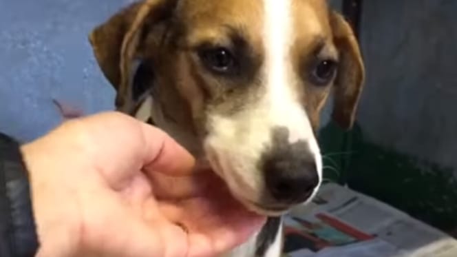 little dog being pet under the chin