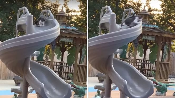 Katze auf Wasserrutsche