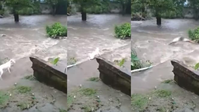 Montage of rescue of Panama dog from river
