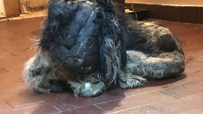 extrana criatura en el garaje