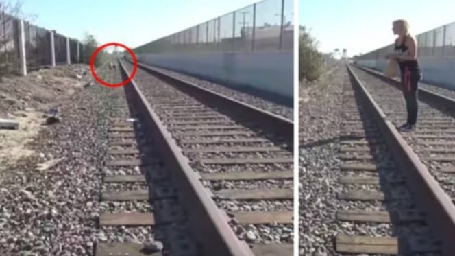 shar pei on train tracks