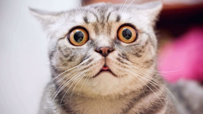 gato sorprendido