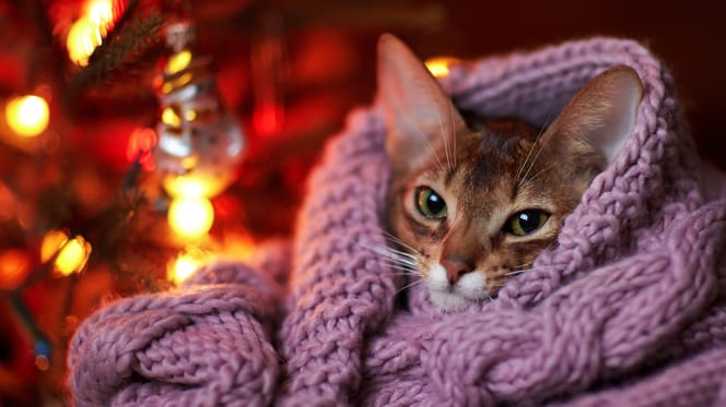 gato con manta en navidad