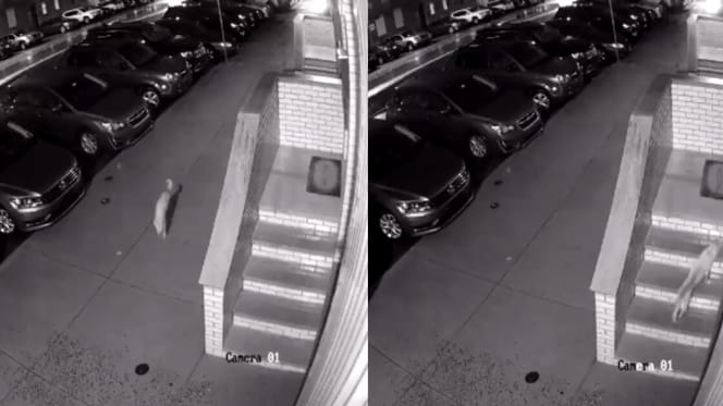 stray coming into home at night