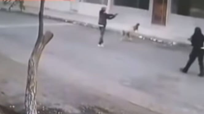 robber getting attacked by dogs
