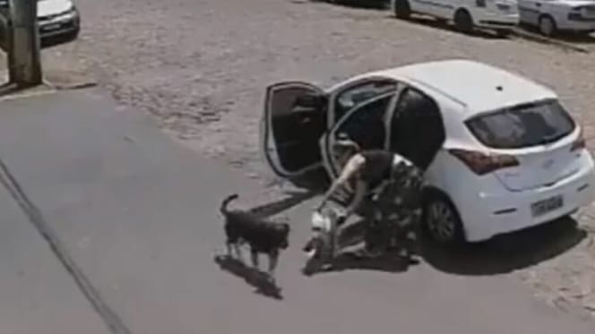 woman pulling dogs out of car