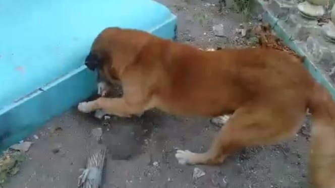 dog digs the earth