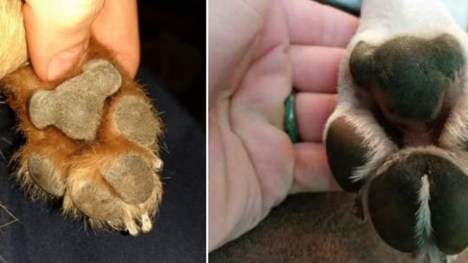 Can you see a koala in the dog's paw?