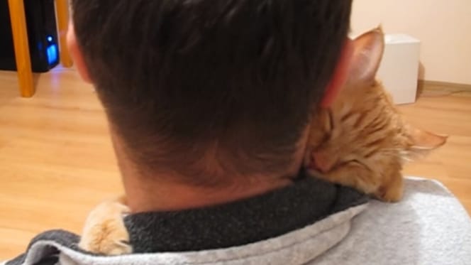 ginger cat hugging owner