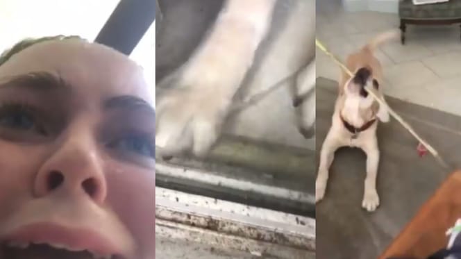 labrador helps owner back into the house
