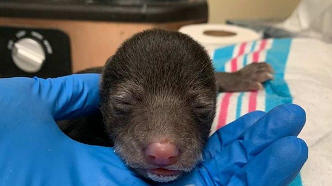 bear cub in hand