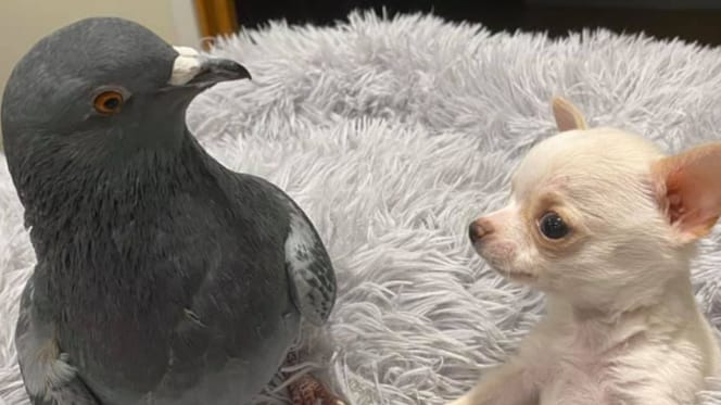 A bird and a puppy became best friends