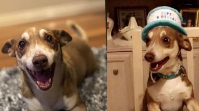 Dog's birthday