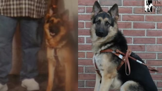 German Shepherd guide dog