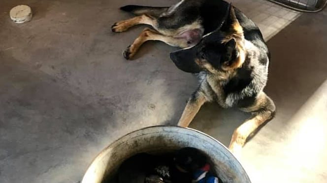 german shepherd laying down on concrete