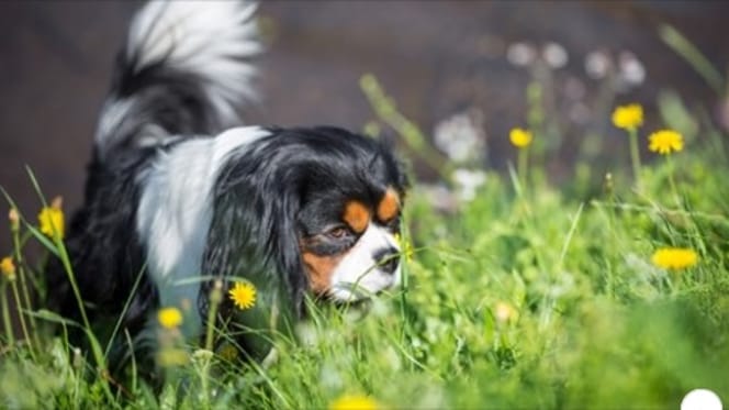 Hund im Gras