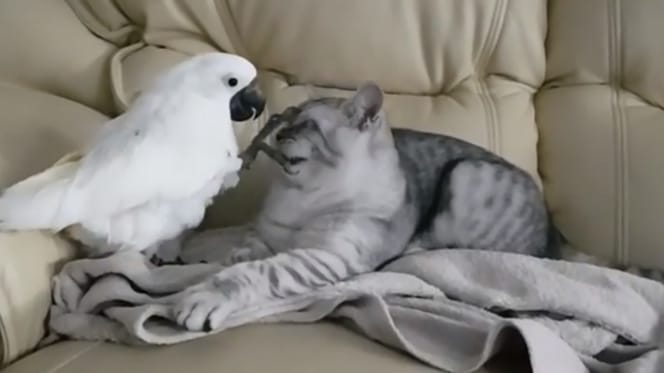 Cockatoo putting his claws on British Shorthairs face