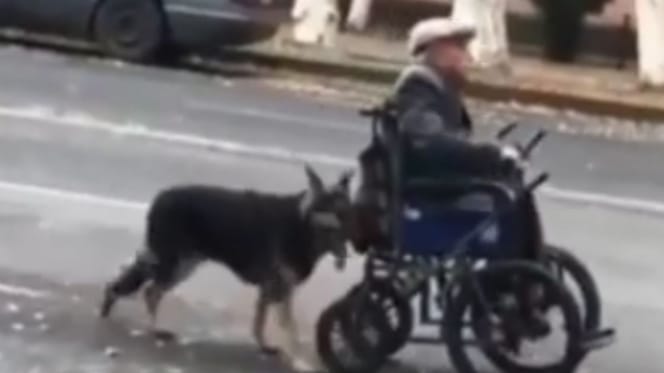 Dog pushing man in wheelchair