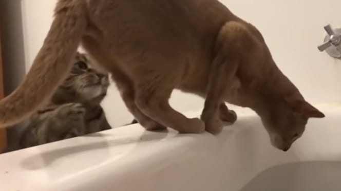 brown cat balacing on bathtub edge with tabby cat behind him