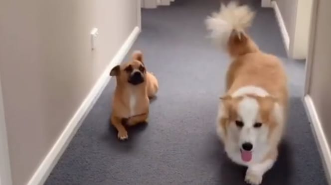 brown dog crawls on the floor next to long haired corgi