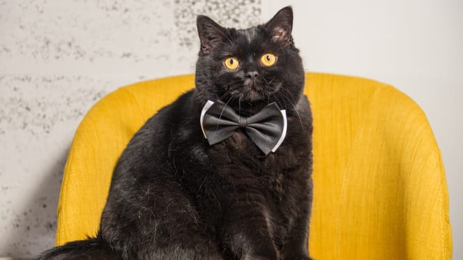 Gato negro ojos amarillos