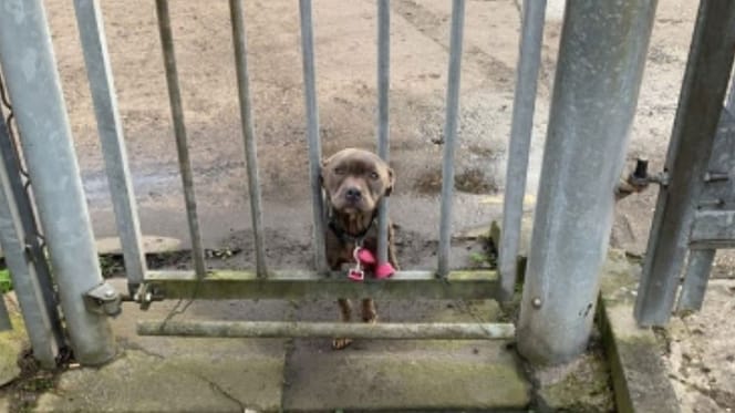 grey staffy behind bars