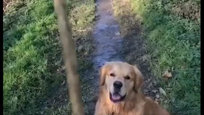 Golden retriever biegnie po patyk, ale wraca niosąc w zębach coś niebywałego!