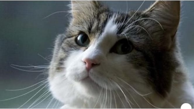 Oscar der Kater