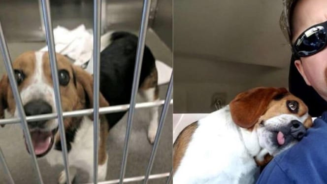 Beagle dog