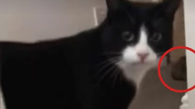 black and white cat