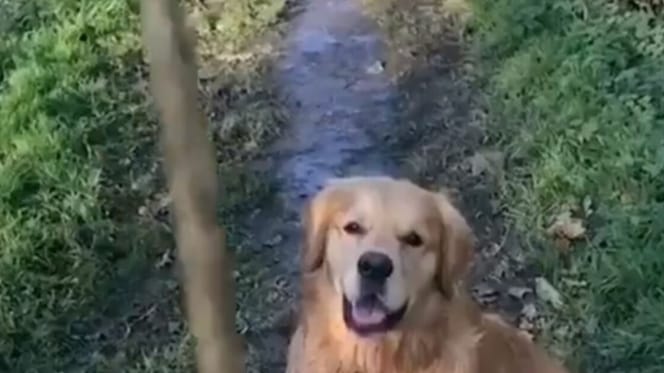 golden retriever on grassy trail