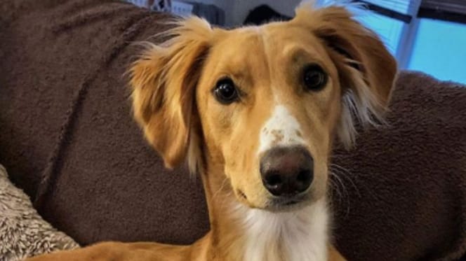 brown lurcher