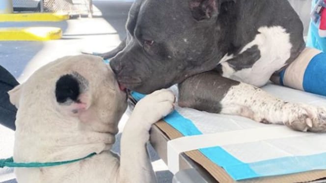 Grieving dogs comfort one another after sudden death of their beloved owner