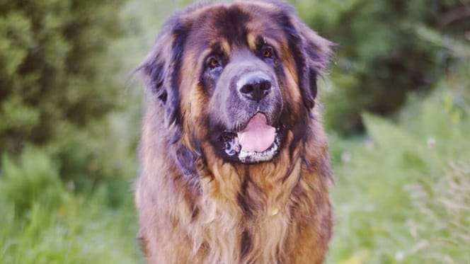 Which is your favourite big dog
