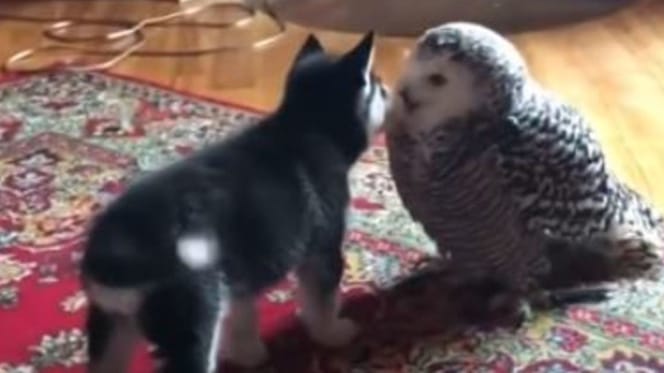 husky puppy licking white owl