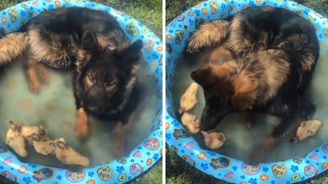 german shepherd in paddling pool with ducklings