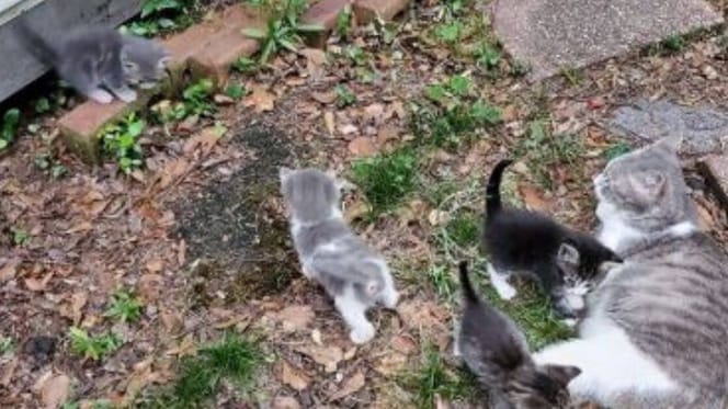 Mother cat and kittens