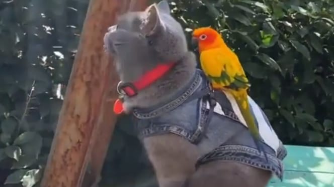 grey british shorthair and sun conure