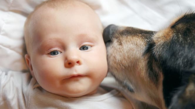 gsd type dog licks baby's face