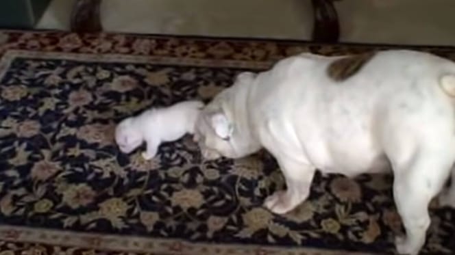 Bulldog Patches teaches puppy Elvis to walk