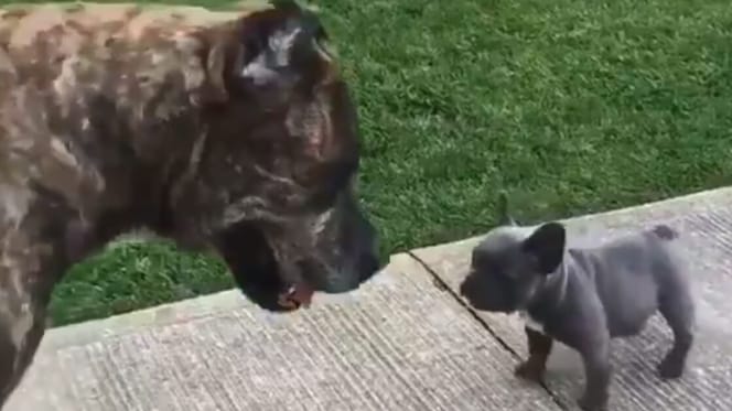 french bulldog and brindle cane corso