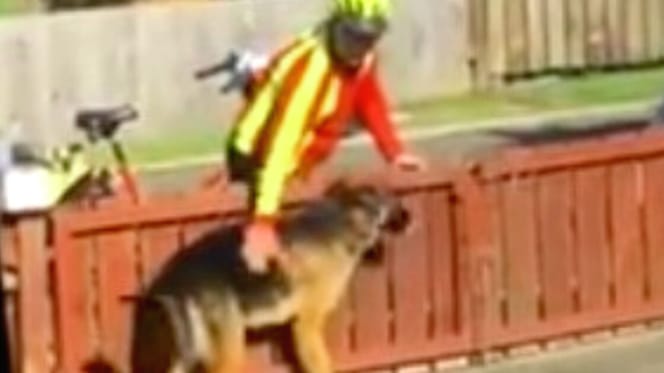 postino-con-pastore-tedesco