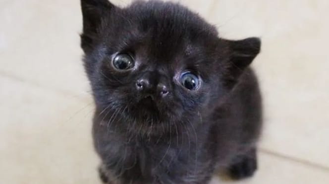 gato negro recien nacido